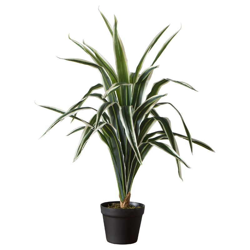 GALLERY FAUX DRACAENA 800MM BLACK / GREEN NATURAL