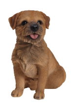 XRL-BORD-B BORDER TERRIER