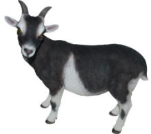 XRL-GOAT-D GOAT D