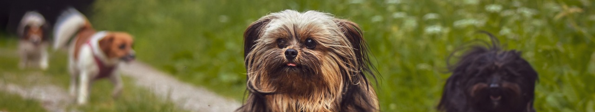 Gifts for Pets