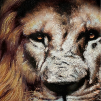 LION FRAMED PICTURE 90*120CM