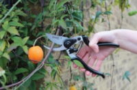 1111161W angled pruner 2