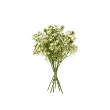 GALLERY QUEEN ANNES LACE SPRAY SINGLE WHITE