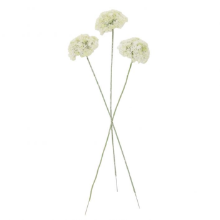 GALLERY ACHILLEA STEM WHITE